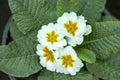 White primrose plant closeup view Royalty Free Stock Photo