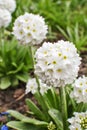 White primrose Primula denticulata Alba