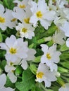 White primrose garden wild green leaves spring time