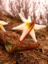 White primroses