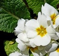 White primroses from garden