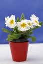 White primroses in a red flower pot with white and blue background Royalty Free Stock Photo