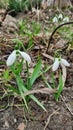 White primroses snowdrops