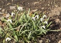 white primroses snowdrops in April