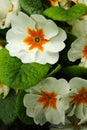 White primula flowers