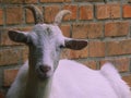 White princess goat