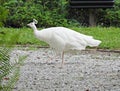 Indian Peafowl (Pavo Cristatus)