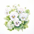 White Prosperity Pansy Watercolor Painting On White Background Royalty Free Stock Photo