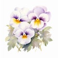 White Prosperity Pansy Watercolor Painting - Vector Illustration Royalty Free Stock Photo