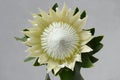 White protea plant for background