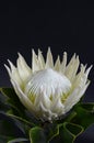 White protea plant for background