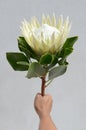 White protea plant on black background