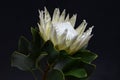 White protea plant on black background Royalty Free Stock Photo