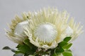 White protea plant on white background