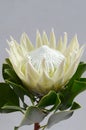 White protea plant on white background