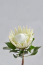 White protea plant on white background