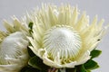 White protea plant on white background
