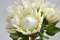 White protea plant on white background