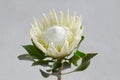White protea plant on white background