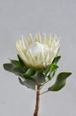 White protea plant on white background