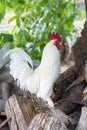 White proud Cock.Rooster in the farm Royalty Free Stock Photo