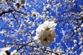 White Prunus domestica flwoers Royalty Free Stock Photo