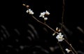 White prunus salicina flowers Royalty Free Stock Photo