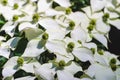 White pseudoflowers and green flowers of the Chinese Dogwood, Asian Dogwood, Cornus kousa