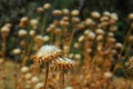 A field of puffy cotton like weeds with a couple in the foreground.