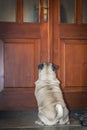 Pug on a porch in front of the door