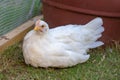 White pullet chicken hen resting in the coop