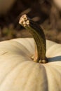 White pumpkin, close focus on stem Royalty Free Stock Photo