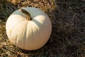 White pumpkin on dried grass