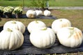 White Pumpkin Fall Display in Virginia