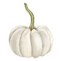 White pumpkin, fresh vegetable. Watercolor illustration hand painted isolated on white background