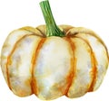 White pumpkin on isolated white background, watercolor illustration, hand drawing