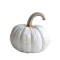 A White Pumpkin with a Twisted Stem Royalty Free Stock Photo