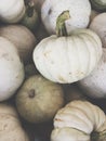 White pumpkins for Halloween Royalty Free Stock Photo