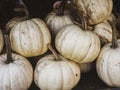 White pumpkins for Halloween Royalty Free Stock Photo