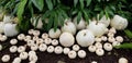 White Pumpkins, small and large Royalty Free Stock Photo