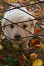 White puppy behind fence Royalty Free Stock Photo