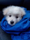 White puppy and the Blue Jacket Royalty Free Stock Photo