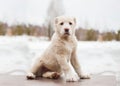 White puppy of breed Alabay on a background of winter nature. Central asian shepherd dog Royalty Free Stock Photo