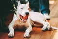 Young White Dogo Argentino Dog laying On Wooden Floor Royalty Free Stock Photo