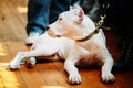 Young White Dogo Argentino Dog laying On Wooden Floor Royalty Free Stock Photo