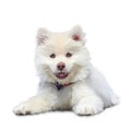 White puppy dog sitting frontally on white background. Painting