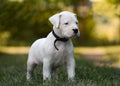 Cute puppy Dogo Argentino in grass. Royalty Free Stock Photo