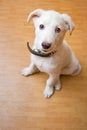 White puppy on the floor Royalty Free Stock Photo
