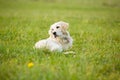 White puppy golden retriever dog lays in the middle of grass covered field.