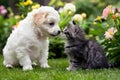 White puppy and gray kitten bond in garden filled with vibrant flowers Royalty Free Stock Photo